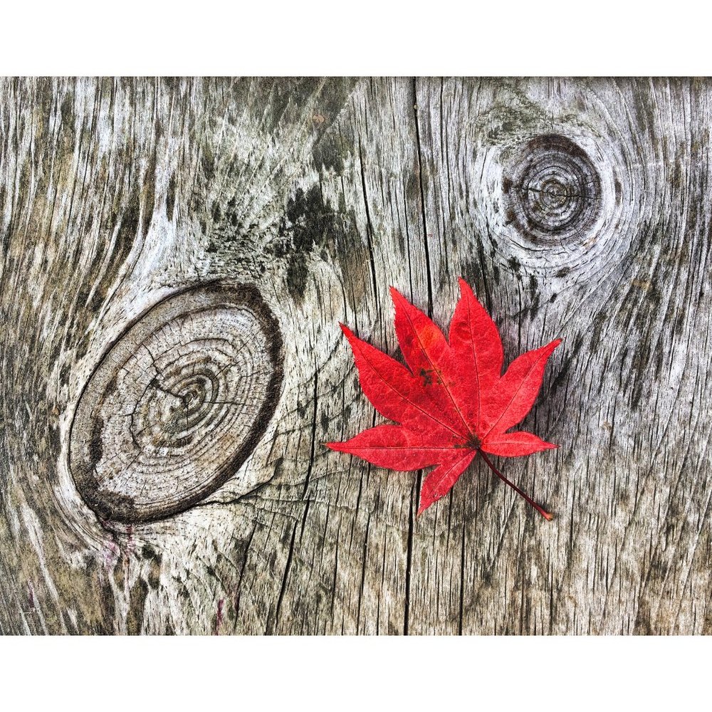 Leaf and Wood  11 x 14 print